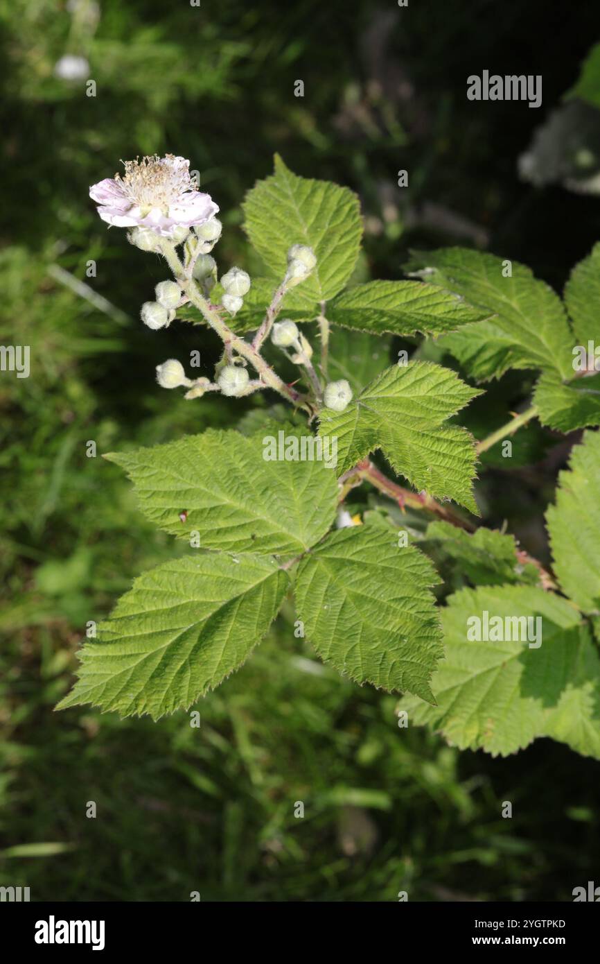 Mûre arménienne (Rubus armeniacus) Banque D'Images