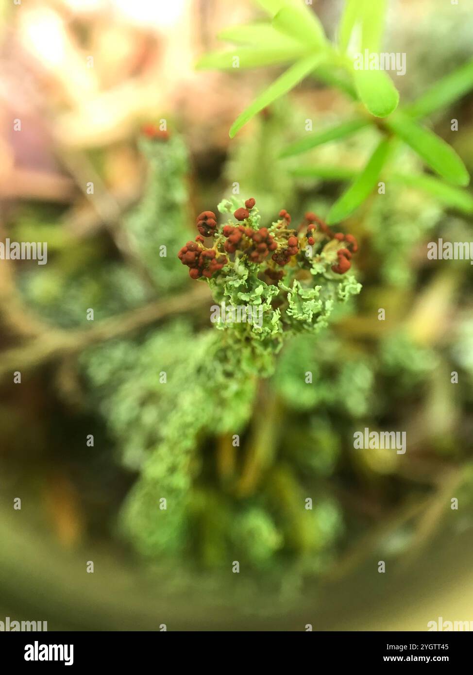 Soldats jouets (Cladonia bellidiflora) Banque D'Images