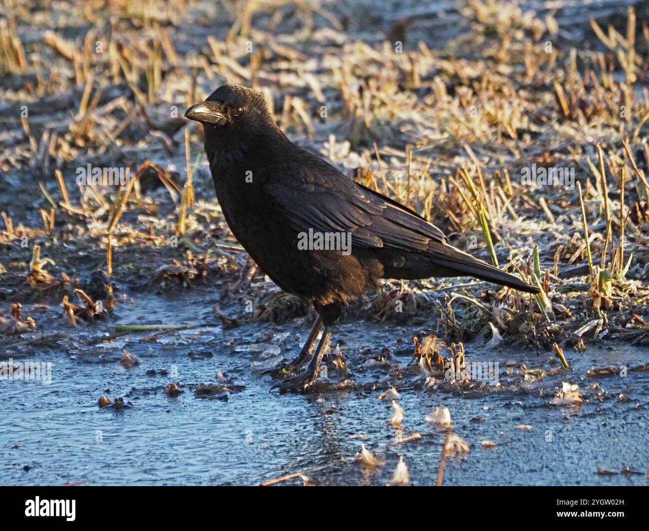 Solitaire noir Carrion Crow (Corvus corone) perché sur le lac gelé sous le soleil d'hiver dans le Lancashire, Angleterre, Royaume-Uni Banque D'Images