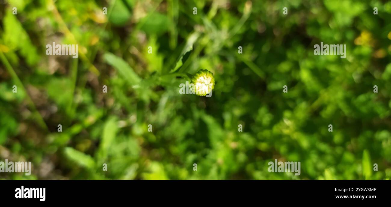 Marguerite Oxeye (Leucanthemum ircutianum) Banque D'Images