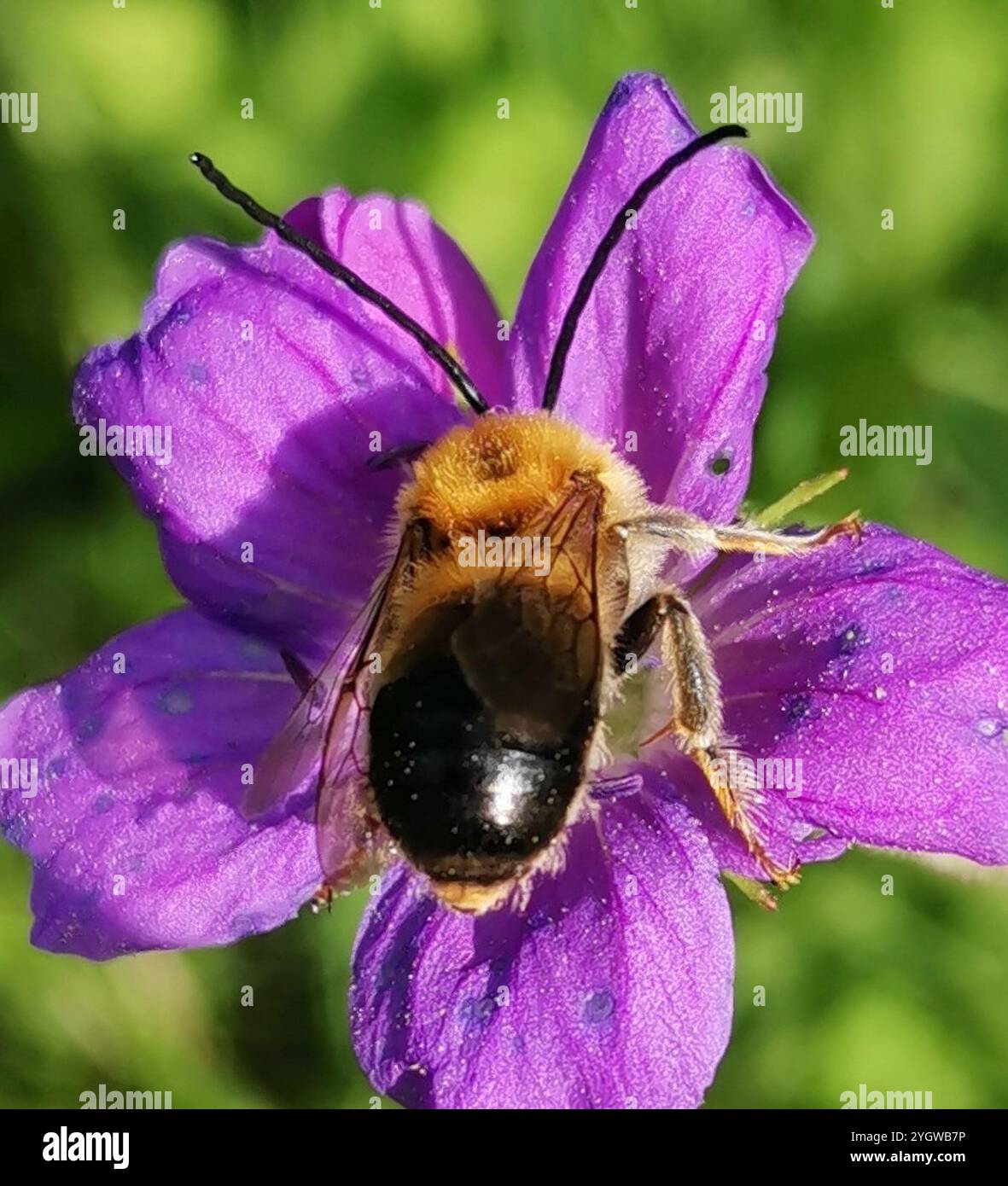 Longhorn européenne (Eucera longicornis) Banque D'Images