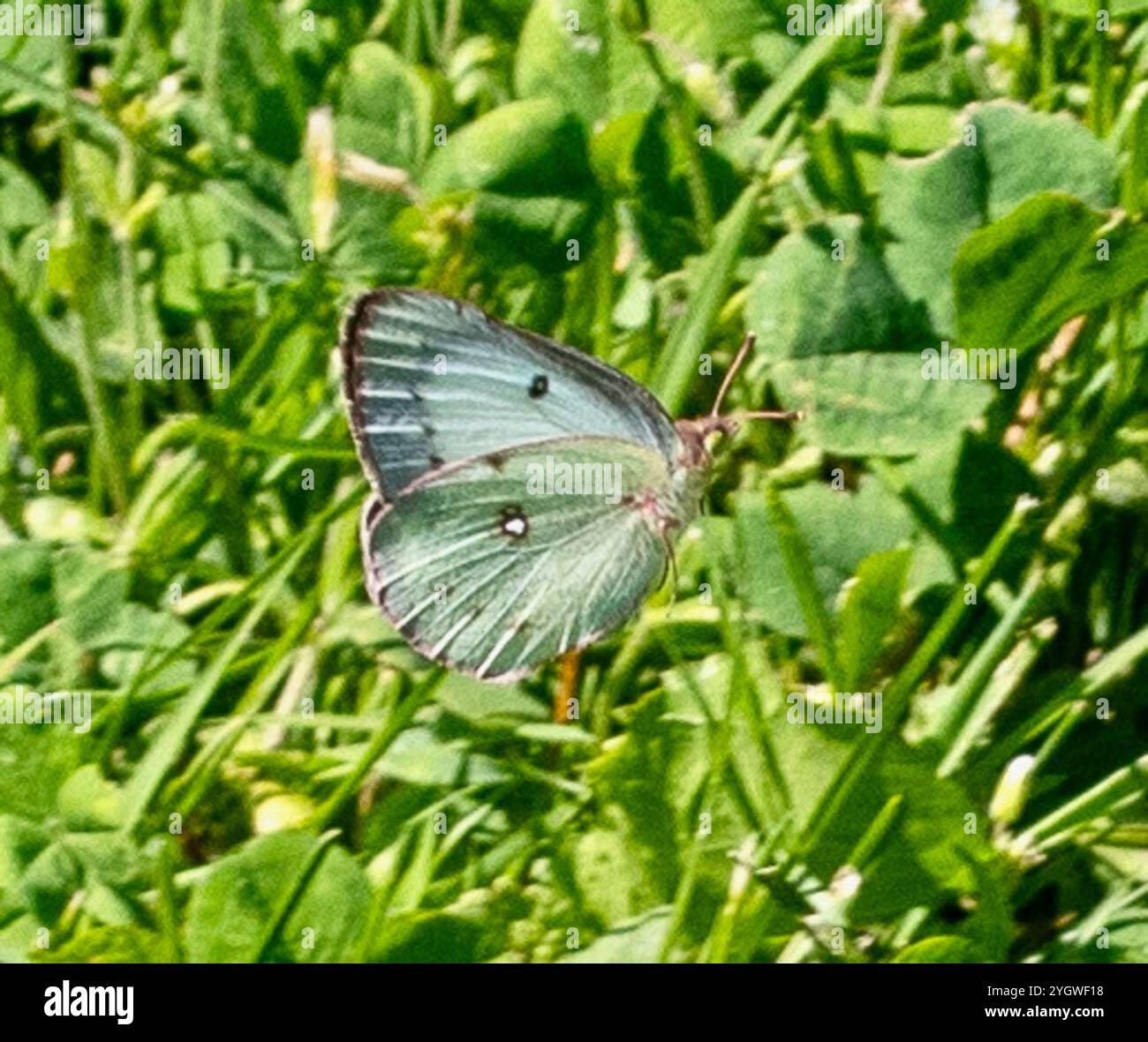 (Colias philodice soufre assombries) Banque D'Images