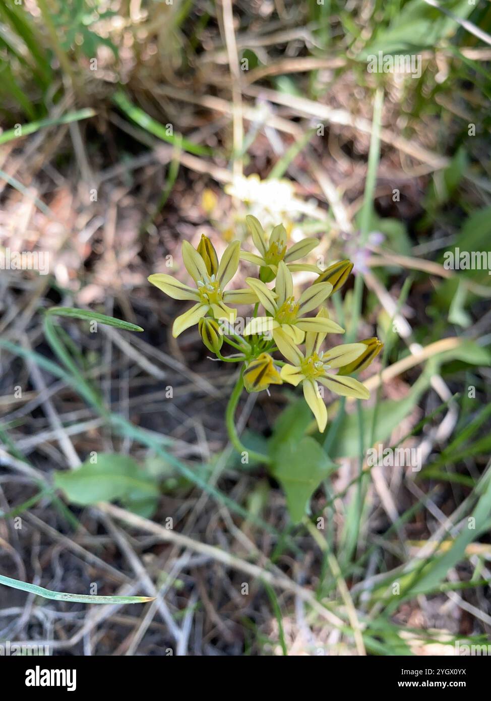 Prettyface (Triteleia ixioides) Banque D'Images