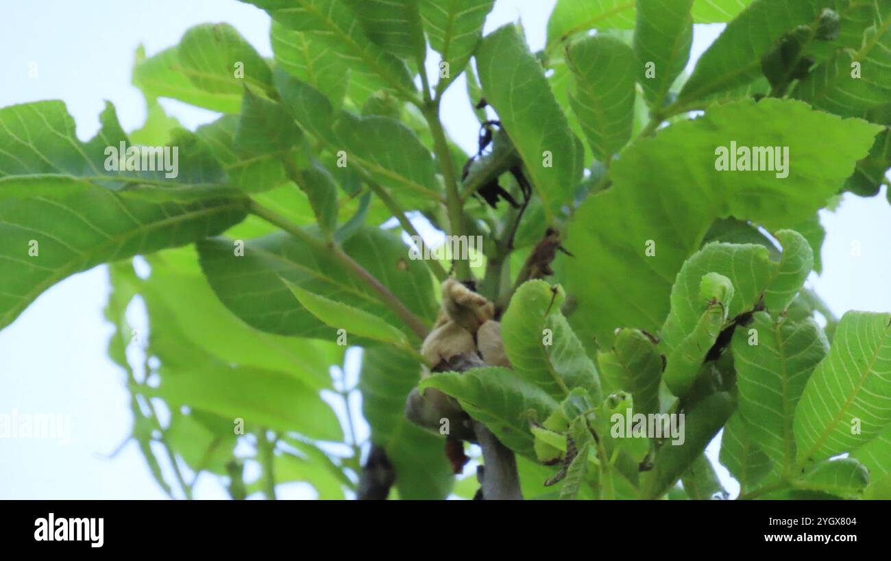 Hickory bitternut (Carya cordiformis) Banque D'Images