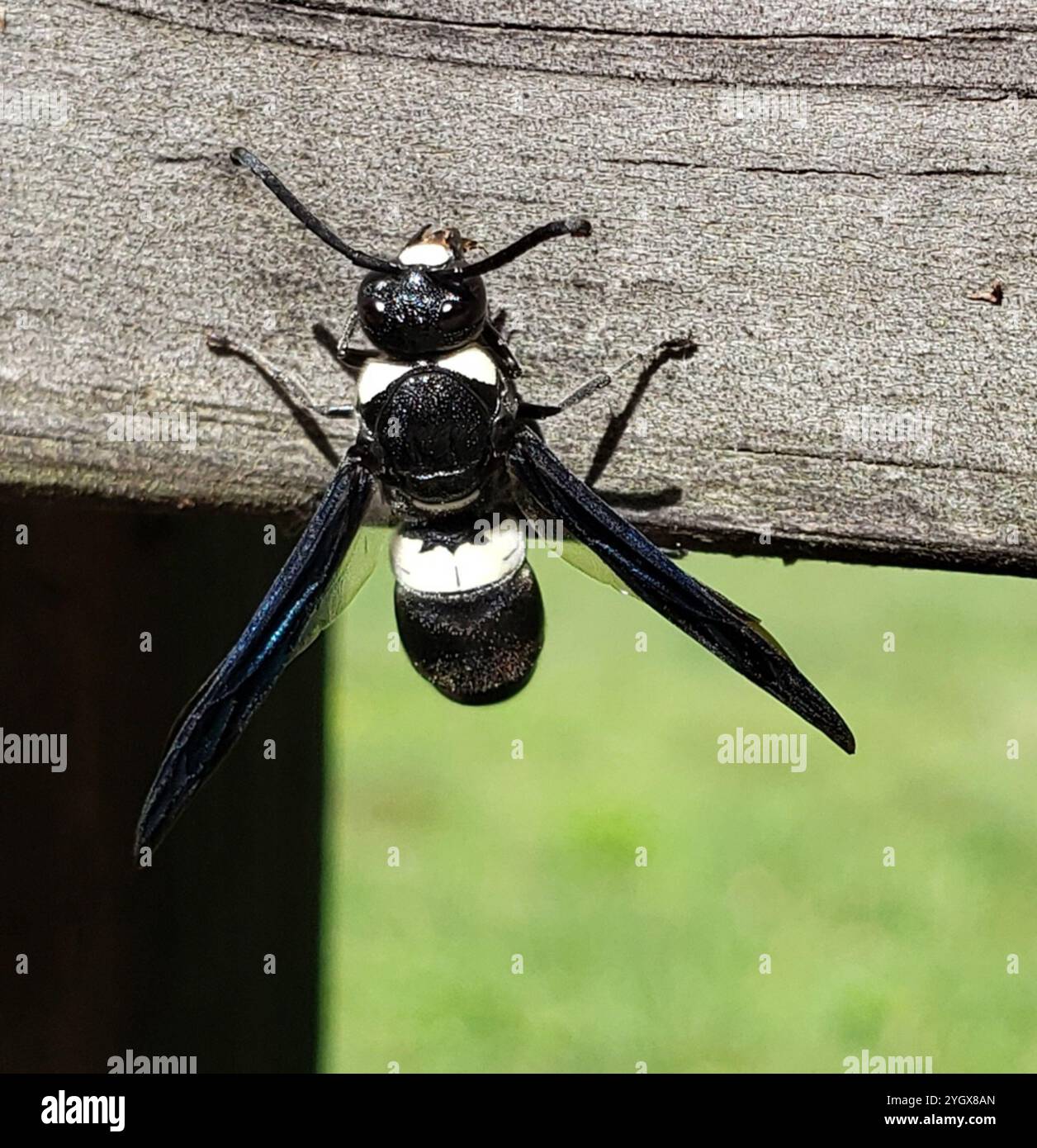 Guêpe de maçon à quatre dents (Monobia quadridens) Banque D'Images