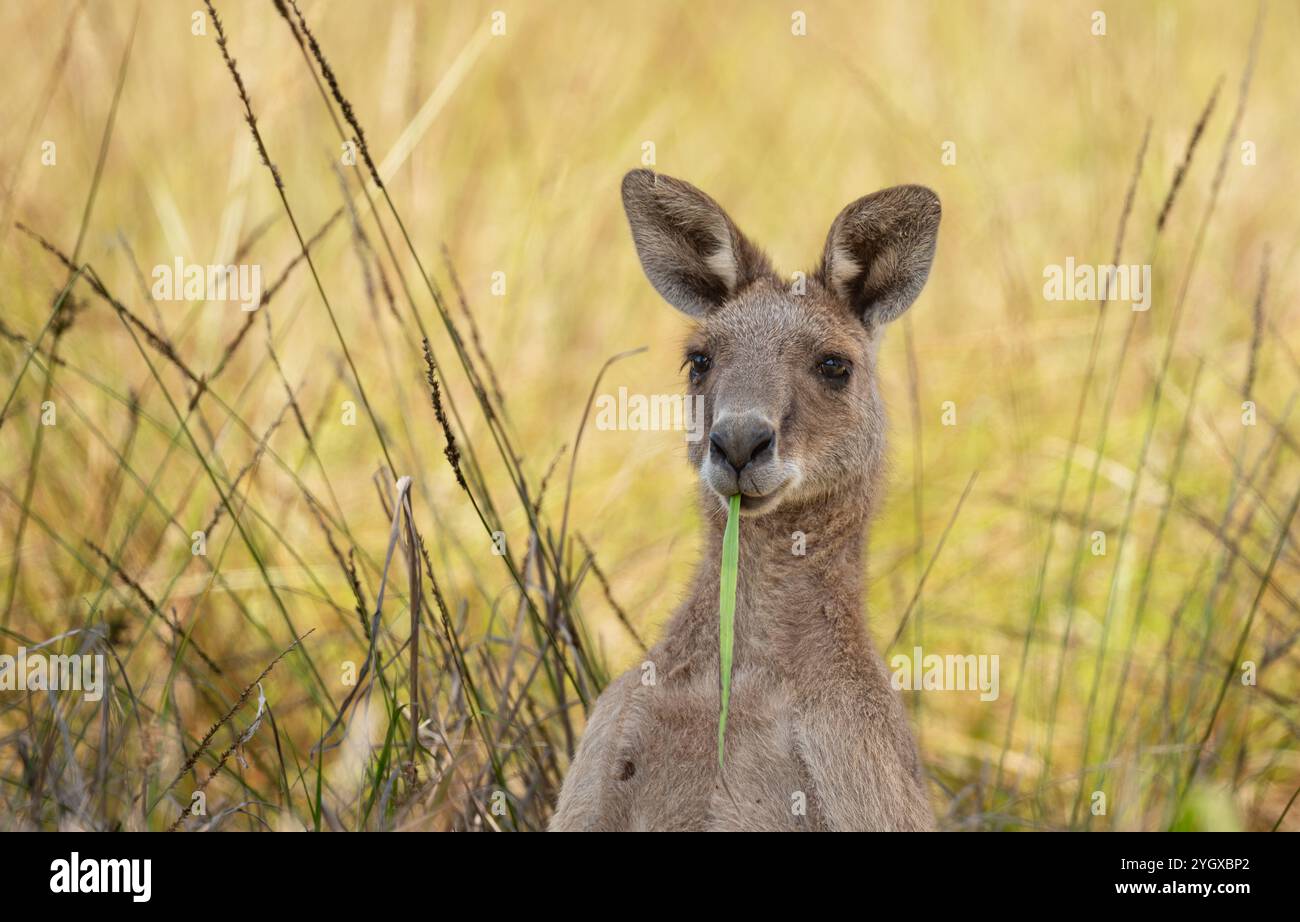 Kangourou gris de l'est posant à Gold Coast, Queensland, Australie, avec un arrière-plan bokeh d'herbe et de brousse. Banque D'Images