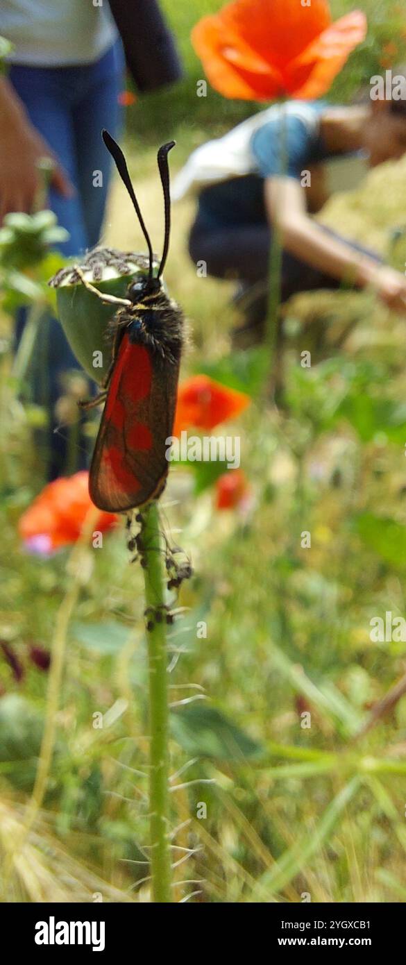 Scotch mince Burnett (Zygaena loti) Banque D'Images