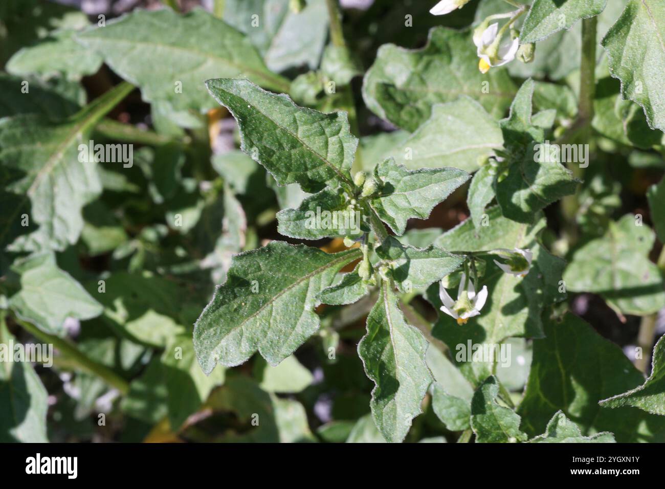 Parasol rouge (Solanum villosum) Banque D'Images