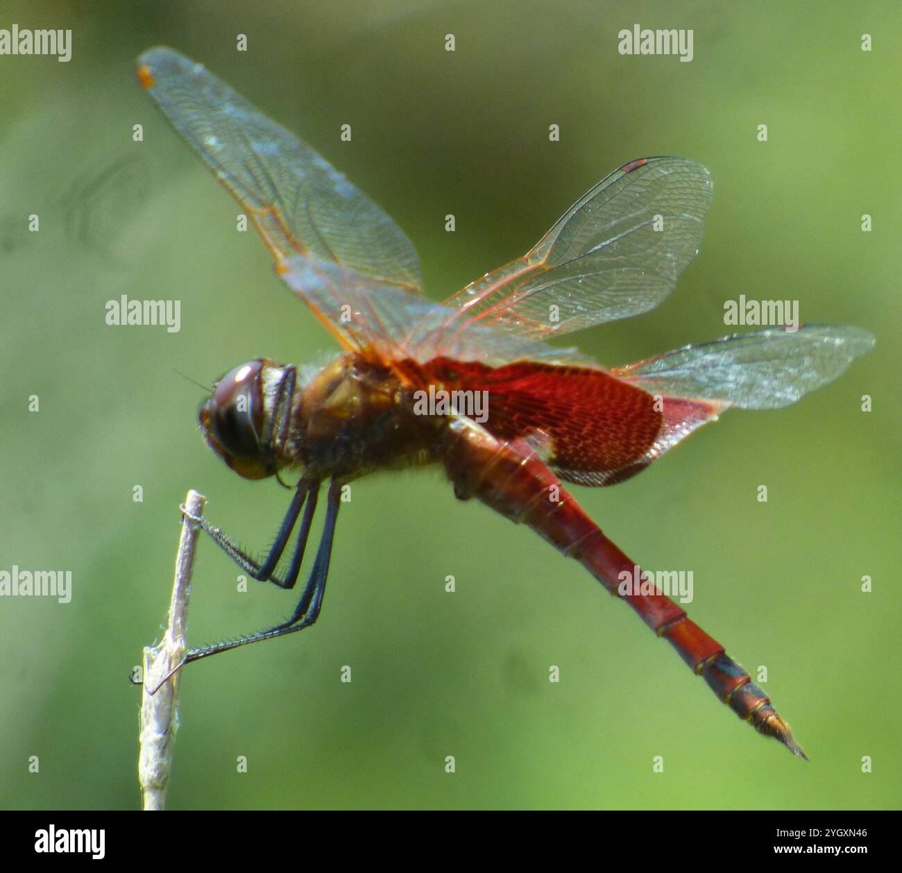 Carolina Saddlebags (Tramea carolina) Banque D'Images