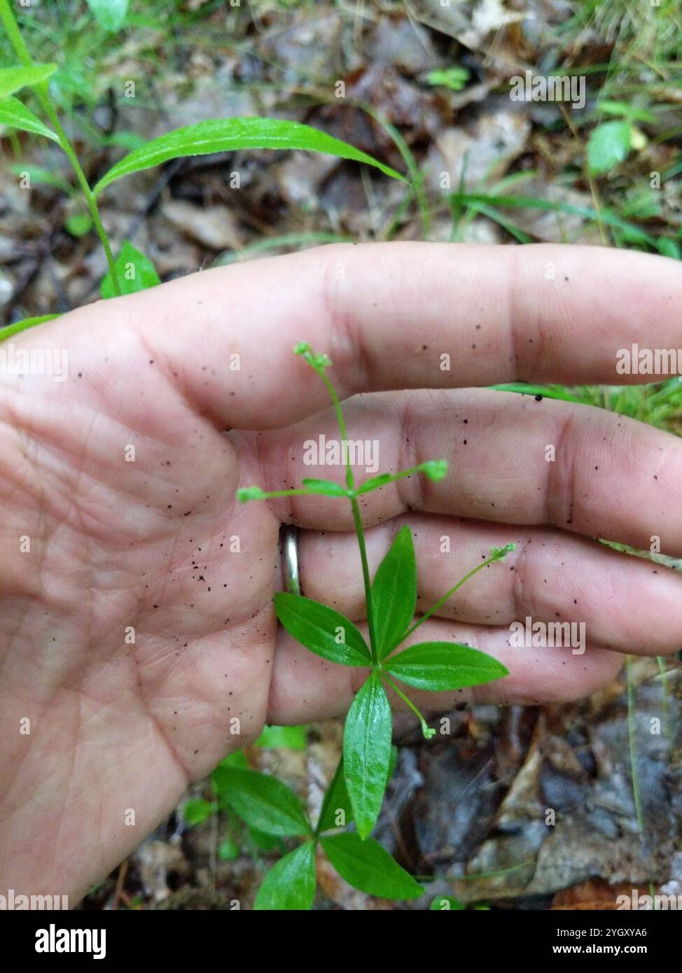 Paillette de lit de réglisse (Galium circaezans) Banque D'Images