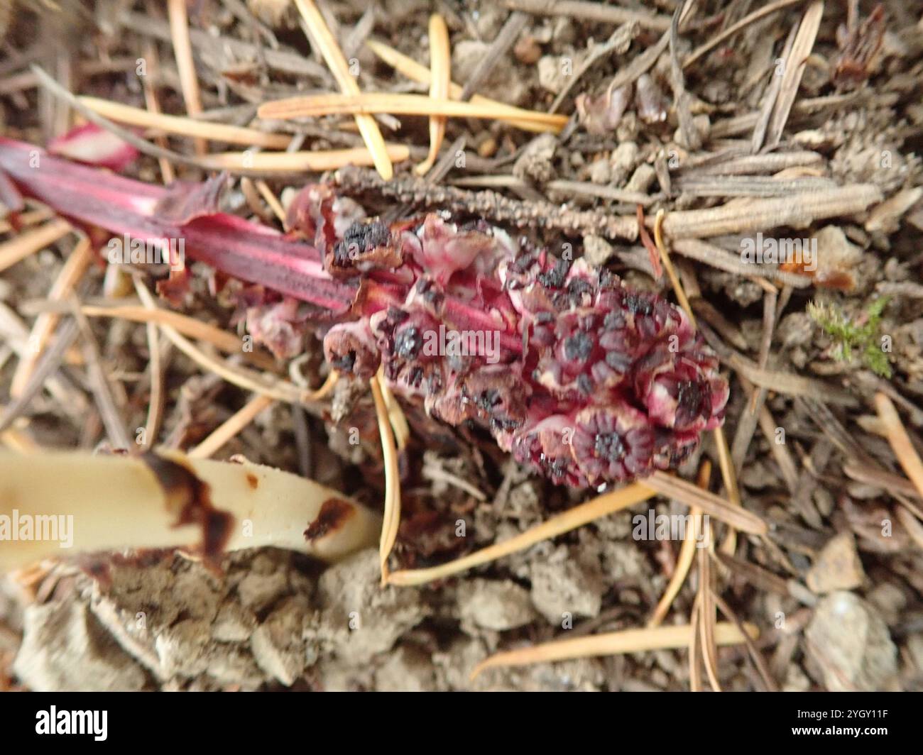 Bâtonnets de sucre (Allotropa virgata) Banque D'Images