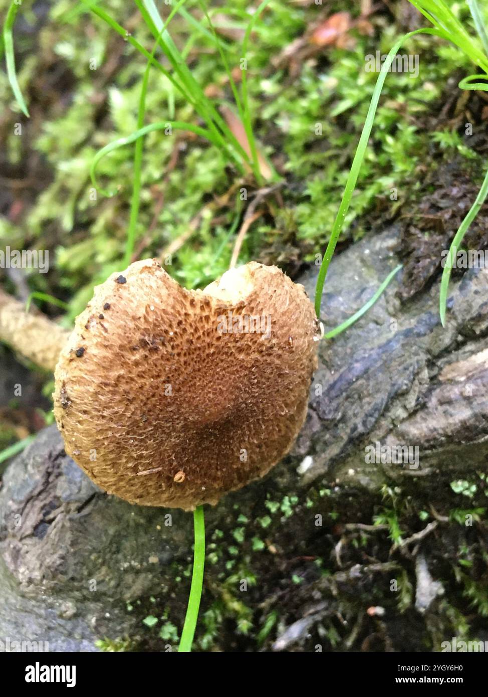 Fibrecap déchiré (Inocybe lacera) Banque D'Images