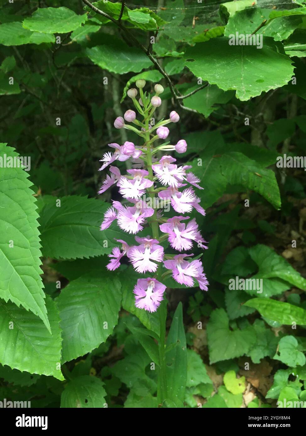 Orchidée frangée violette (Platanthera grandiflora) Banque D'Images