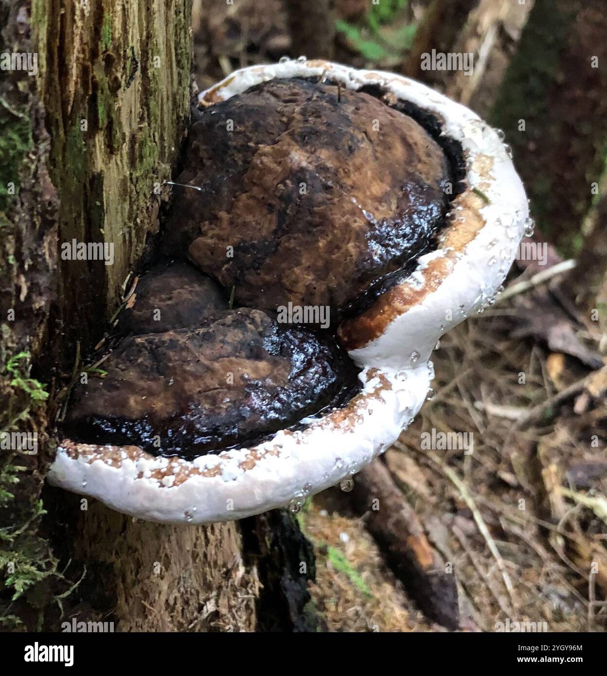 Polypore à base de conifères (Heterobasidion annosum) Banque D'Images