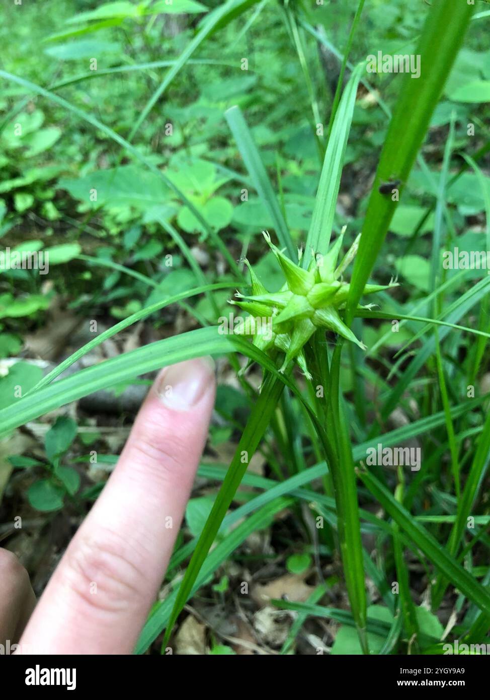 Gris (Carex grayi) Banque D'Images