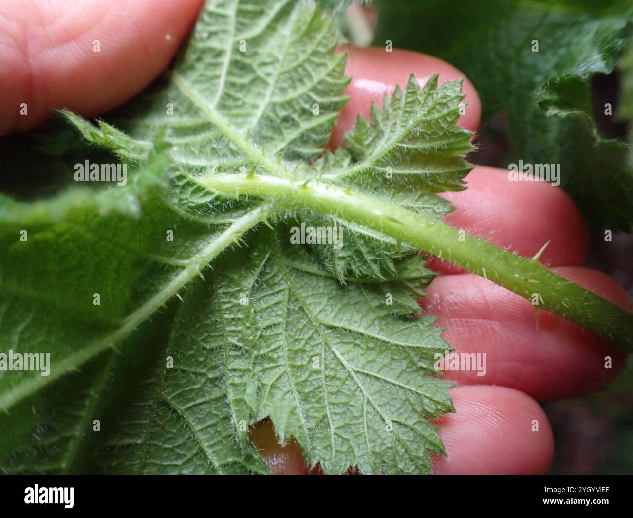 Mûre arménienne (Rubus armeniacus) Banque D'Images