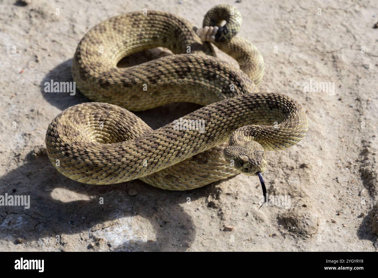 Crotale des prairies (Crotalus viridis) Banque D'Images