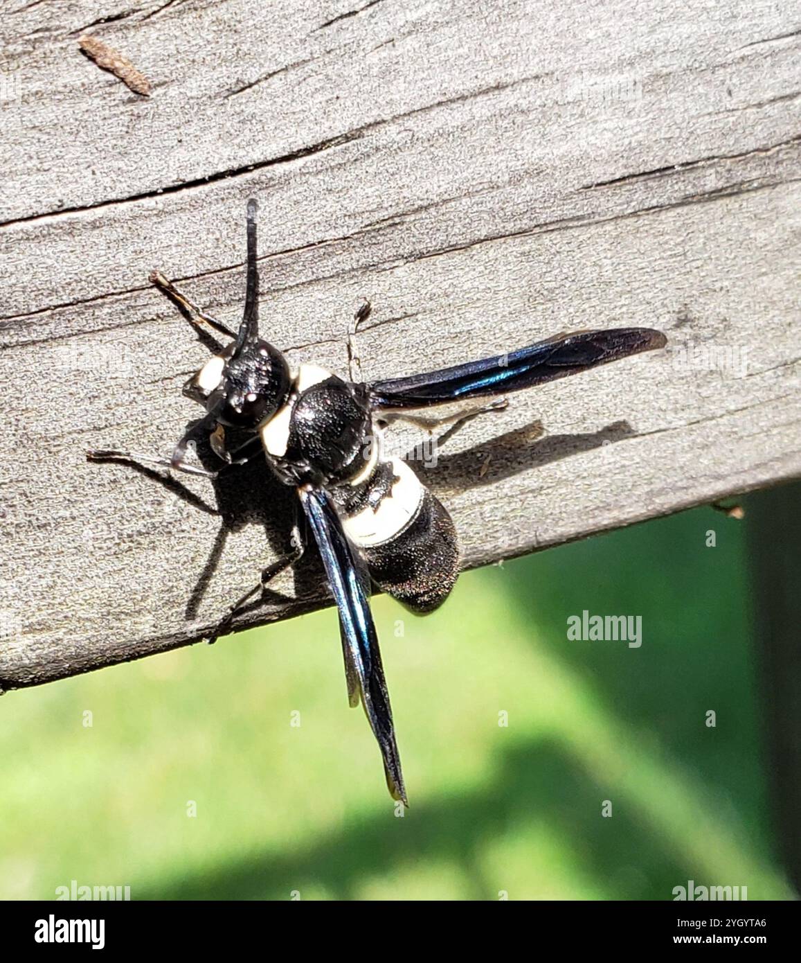 Guêpe de maçon à quatre dents (Monobia quadridens) Banque D'Images