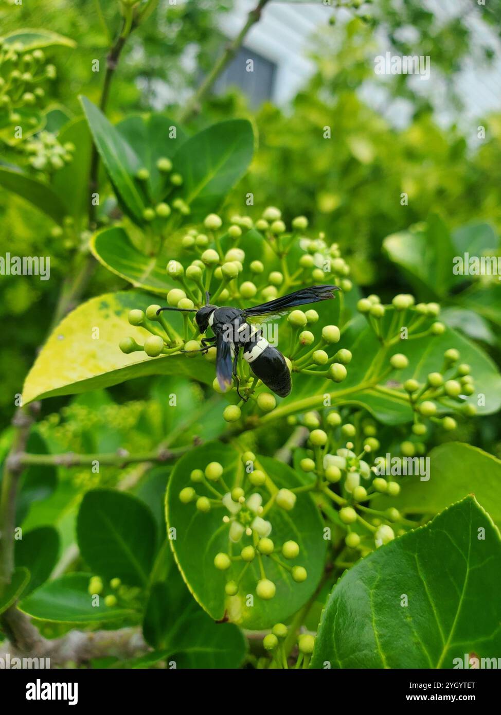 Guêpe de maçon à quatre dents (Monobia quadridens) Banque D'Images