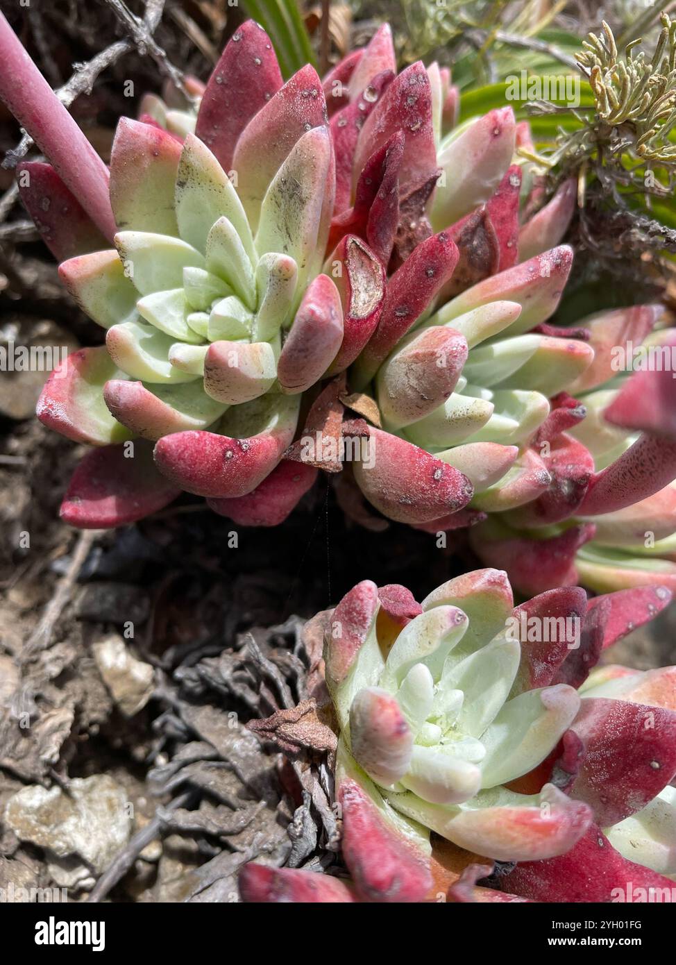 Côte Dudleya (Dudleya caespitosa) Banque D'Images