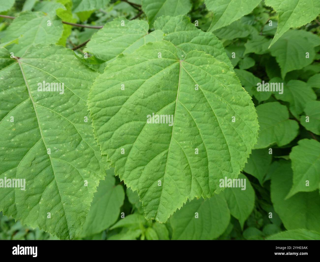 American spikenard (Aralia racemosa) Banque D'Images