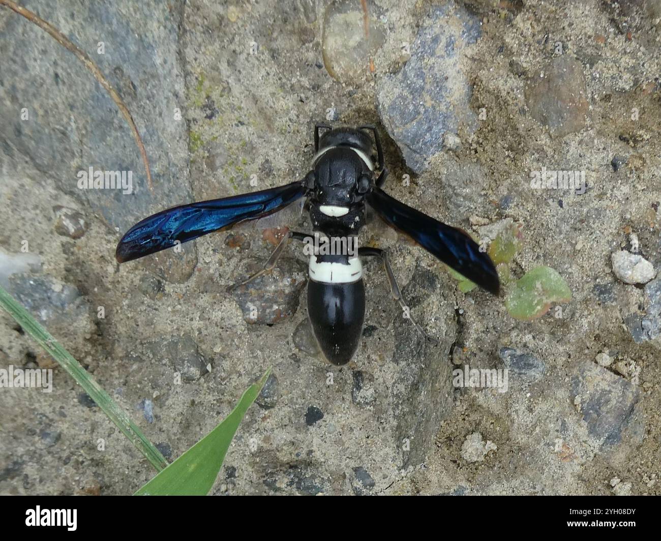Guêpe de maçon à quatre dents (Monobia quadridens) Banque D'Images