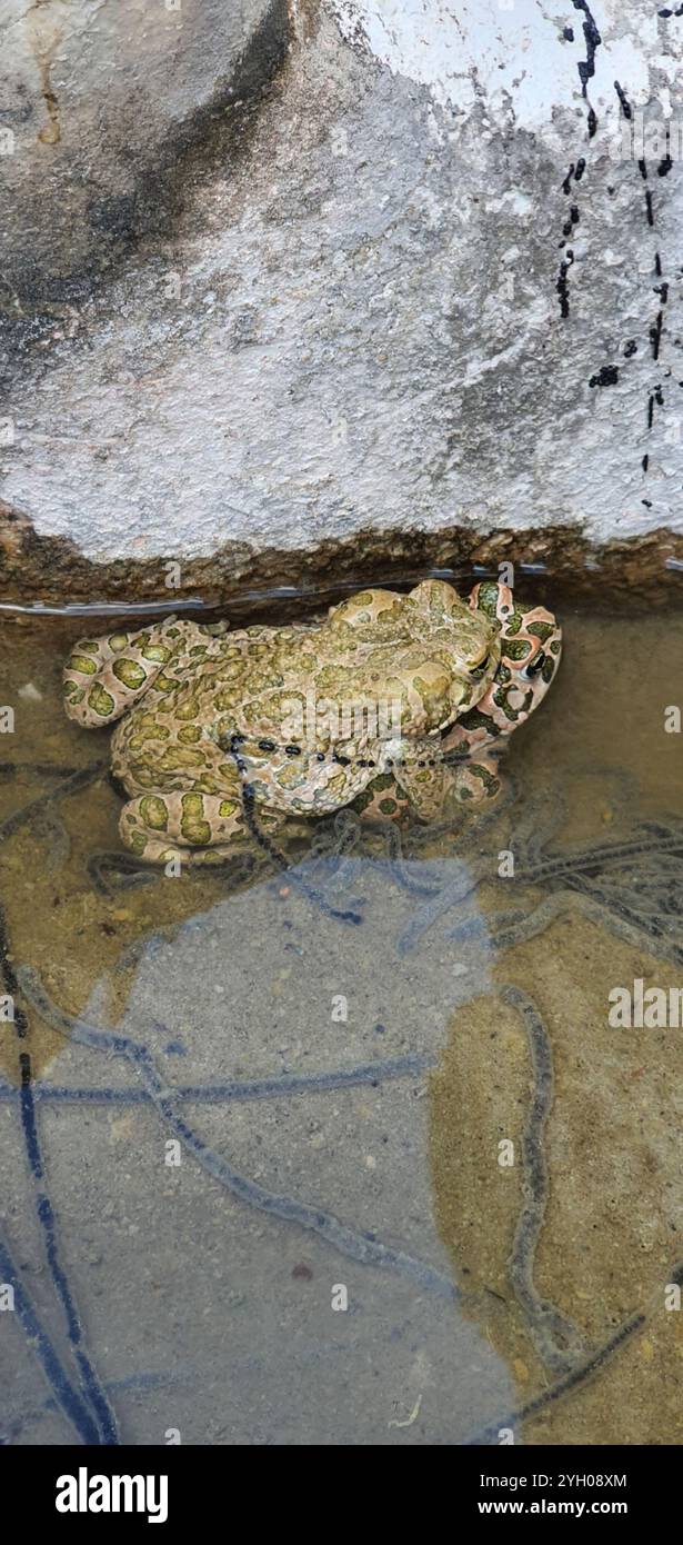 Crapaud variable (Bufotes viridis sitibundus) Banque D'Images