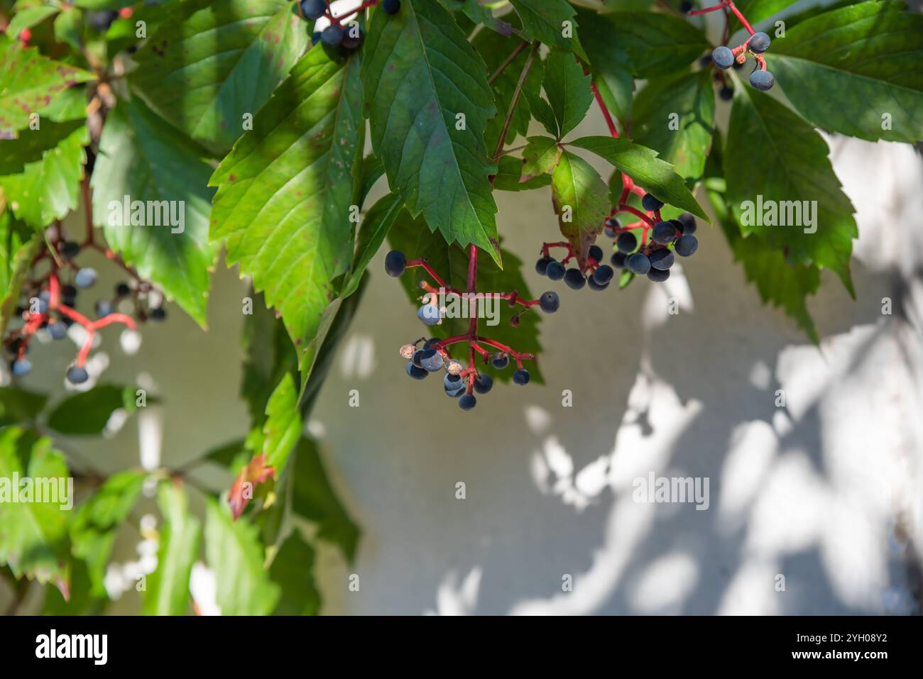 Parthenocissus quinquefolia connu sous le nom de crampon de Virginie, crampon de Victoria, lierre à cinq feuilles, ou croissance à cinq doigts dans l'extrême-Orient russe Banque D'Images