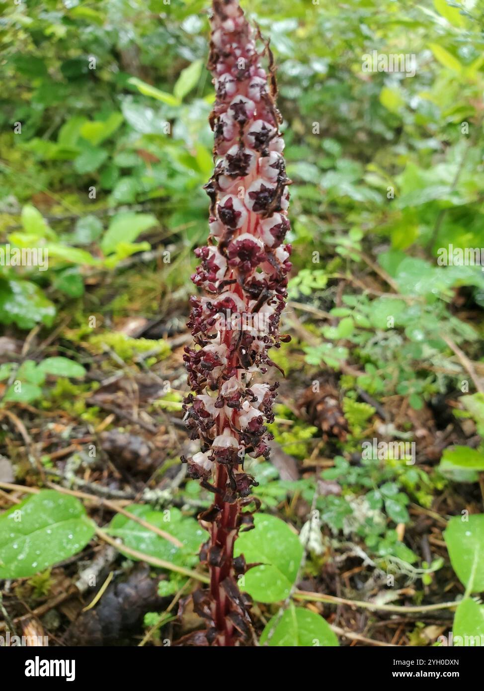 Bâtonnets de sucre (Allotropa virgata) Banque D'Images