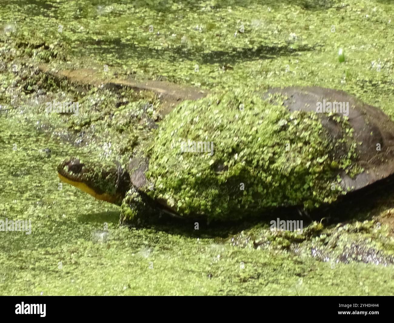 Tortue mouchetée (Emydoidea blandingii) Banque D'Images