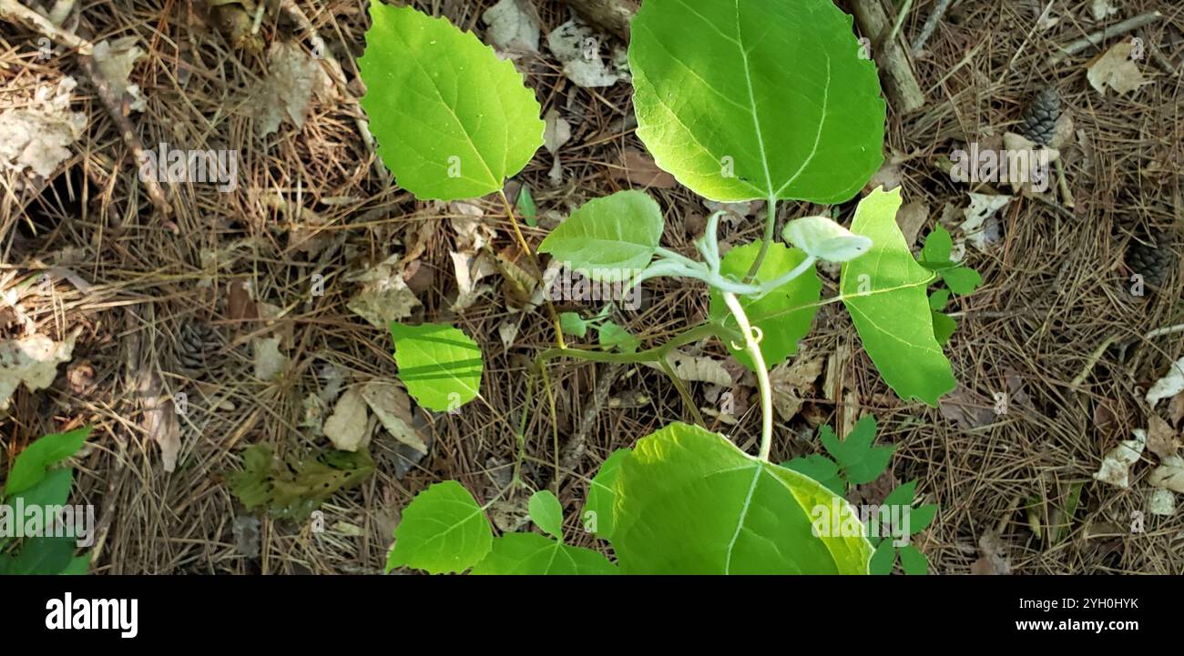 Peuplier à gros dents (Populus grandidentata) Banque D'Images