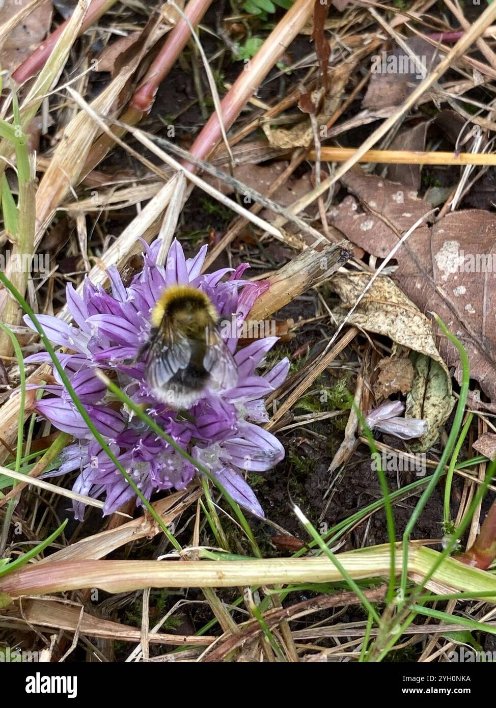 Heath Bumble Bee (Bombus jonellus) Banque D'Images