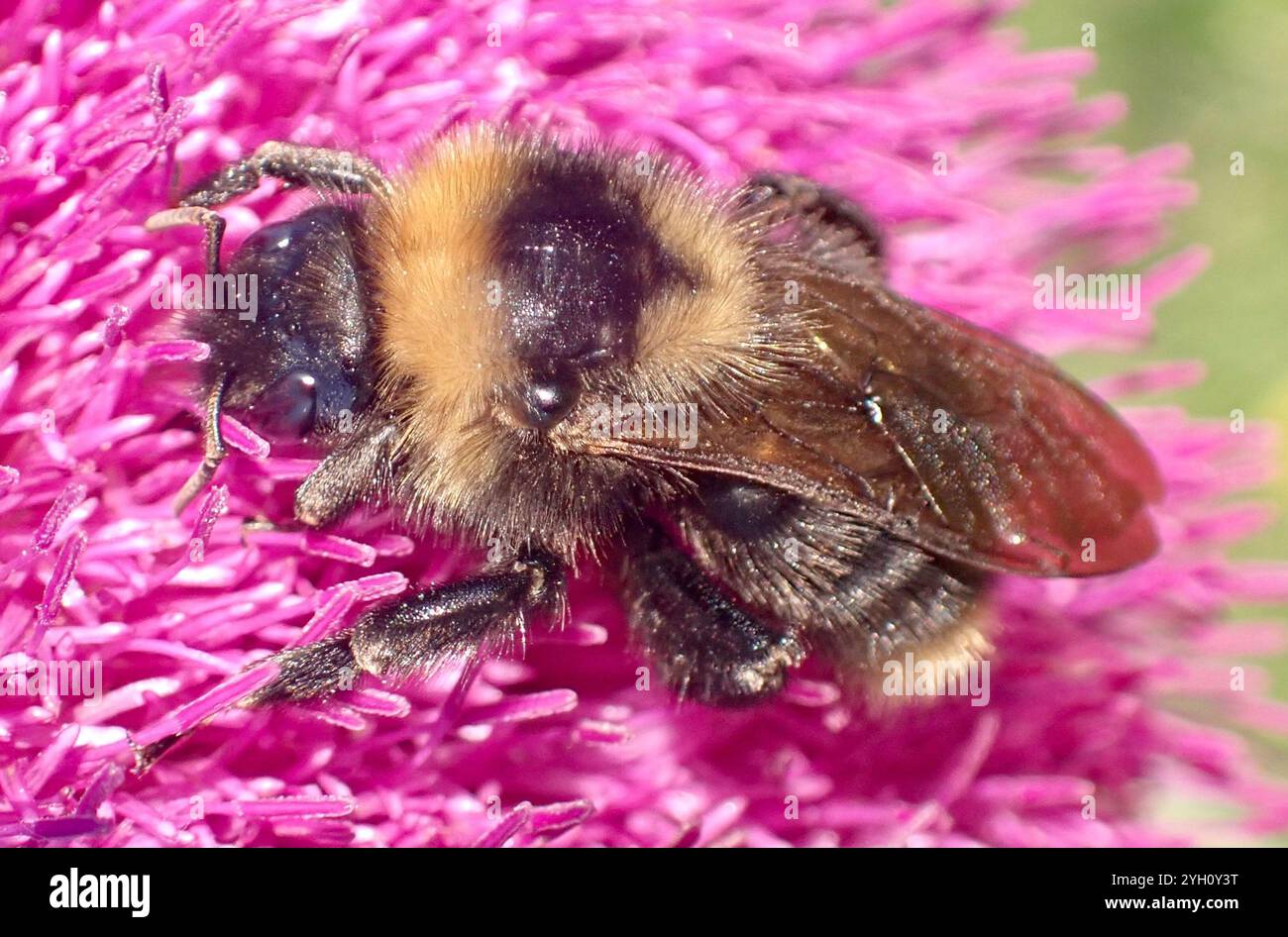 Champ Cuckoo Bumble Bee (Bombus campestris) Banque D'Images