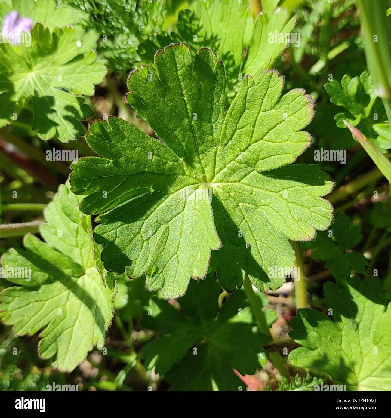 Bec de grue à haies (Geranium pyrenaicum) Banque D'Images