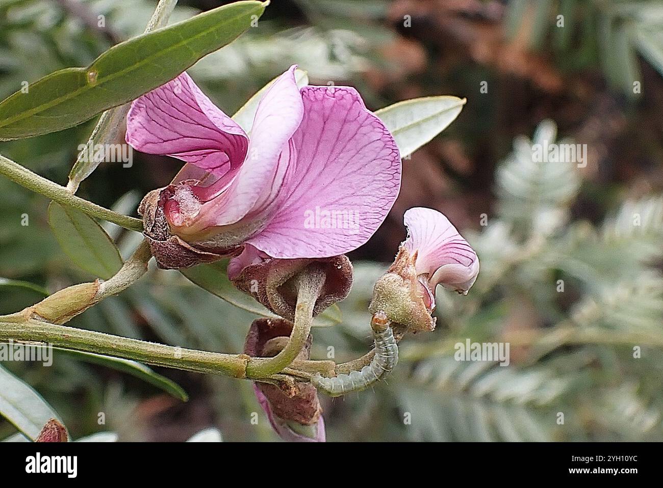 Gardenroute Keurboom (Virgilia divaricata) Banque D'Images