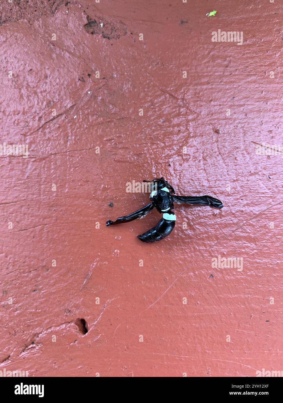 Guêpe de maçon à quatre dents (Monobia quadridens) Banque D'Images