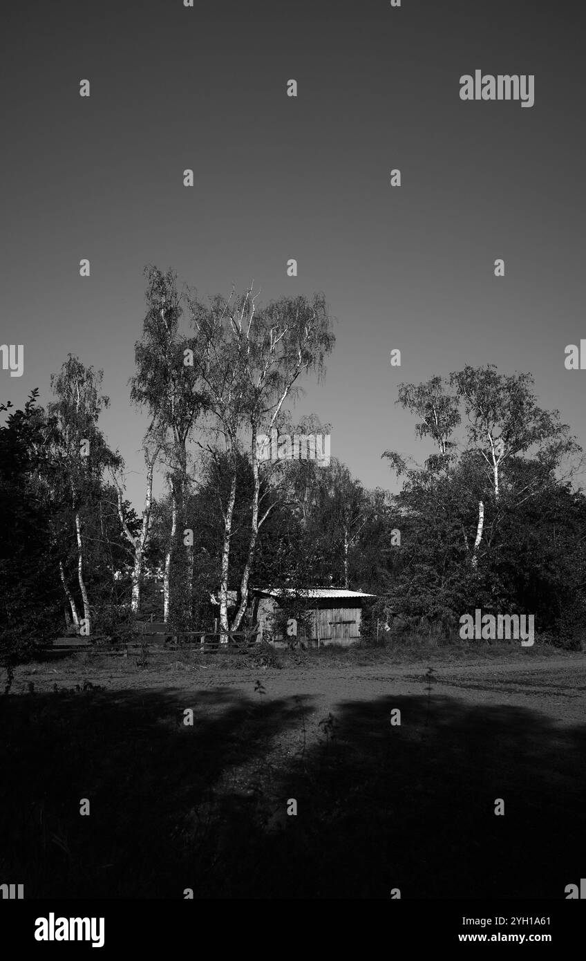 Image en noir et blanc d'une cabane en bois avec un toit en étain dans une petite bosquet de bouleaux Banque D'Images