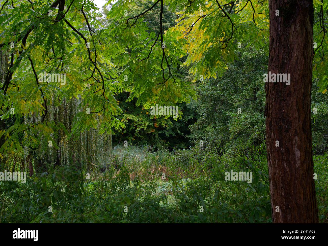 Beau paysage avec une vue à travers le feuillage d'un arbre Robinia pseudoacacia avec des feuilles dans des tons vert clair et jaune dans un parc public Banque D'Images