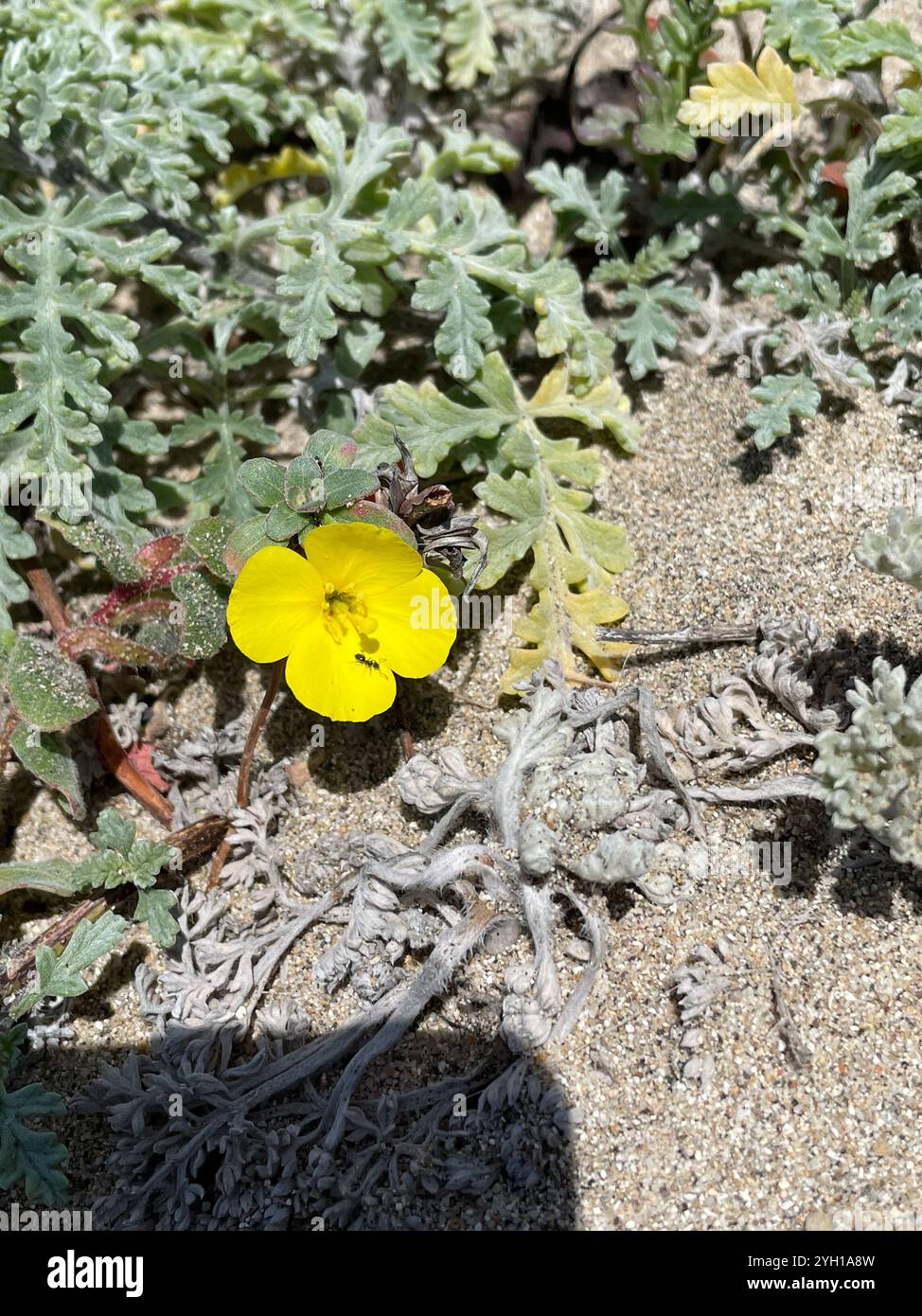 Coupe de soleil de plage (Camissoniopsis cheiranthifolia) Banque D'Images