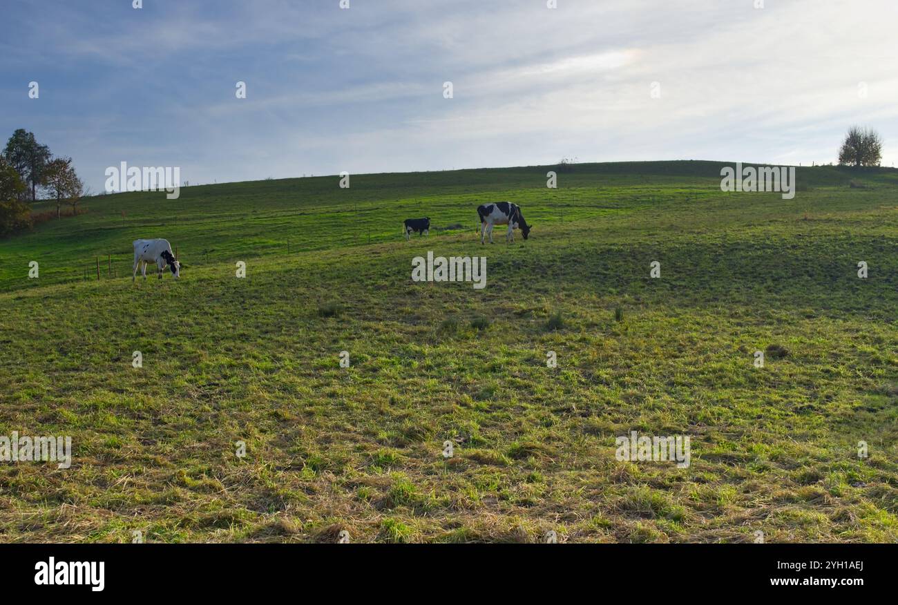 Campagne calme avec quelques vaches en pâturage sur les pâturages verdoyants de montagne à Pietling, Fridolfing, Bavière, Allemagne Banque D'Images