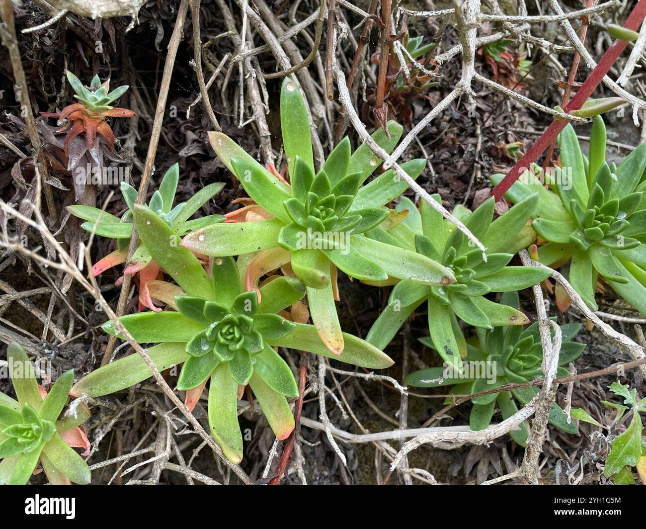 Côte Dudleya (Dudleya caespitosa) Banque D'Images