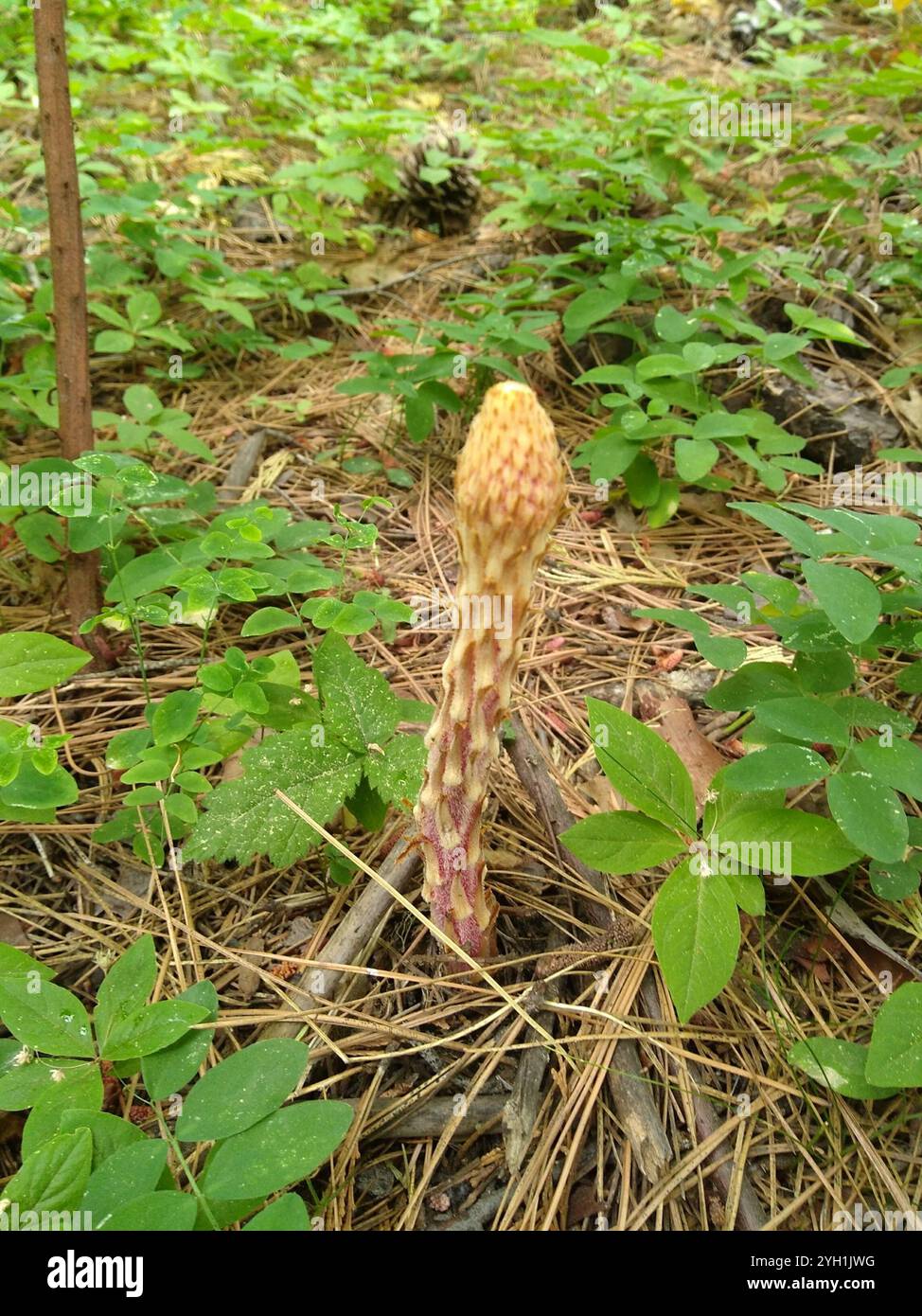 Pterospora andromedea (Pterospora andromedea) Banque D'Images