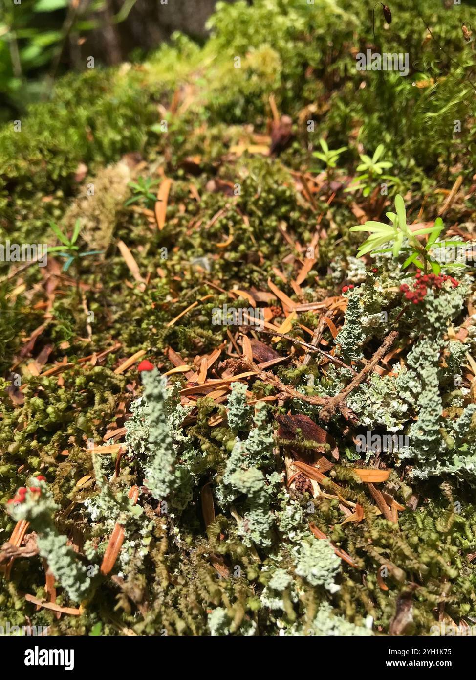 Soldats jouets (Cladonia bellidiflora) Banque D'Images