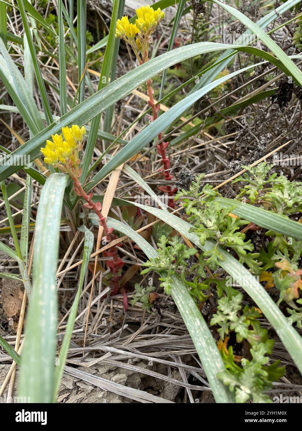 Côte Dudleya (Dudleya caespitosa) Banque D'Images