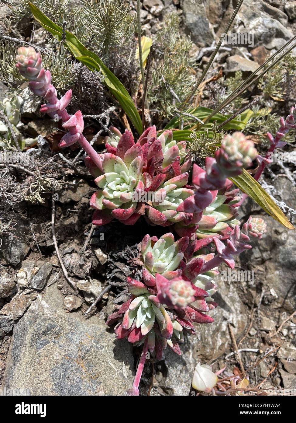 Côte Dudleya (Dudleya caespitosa) Banque D'Images