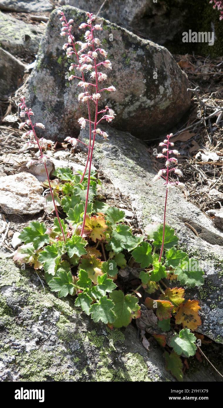 Alumroot rose (Heuchera rubescens) Banque D'Images