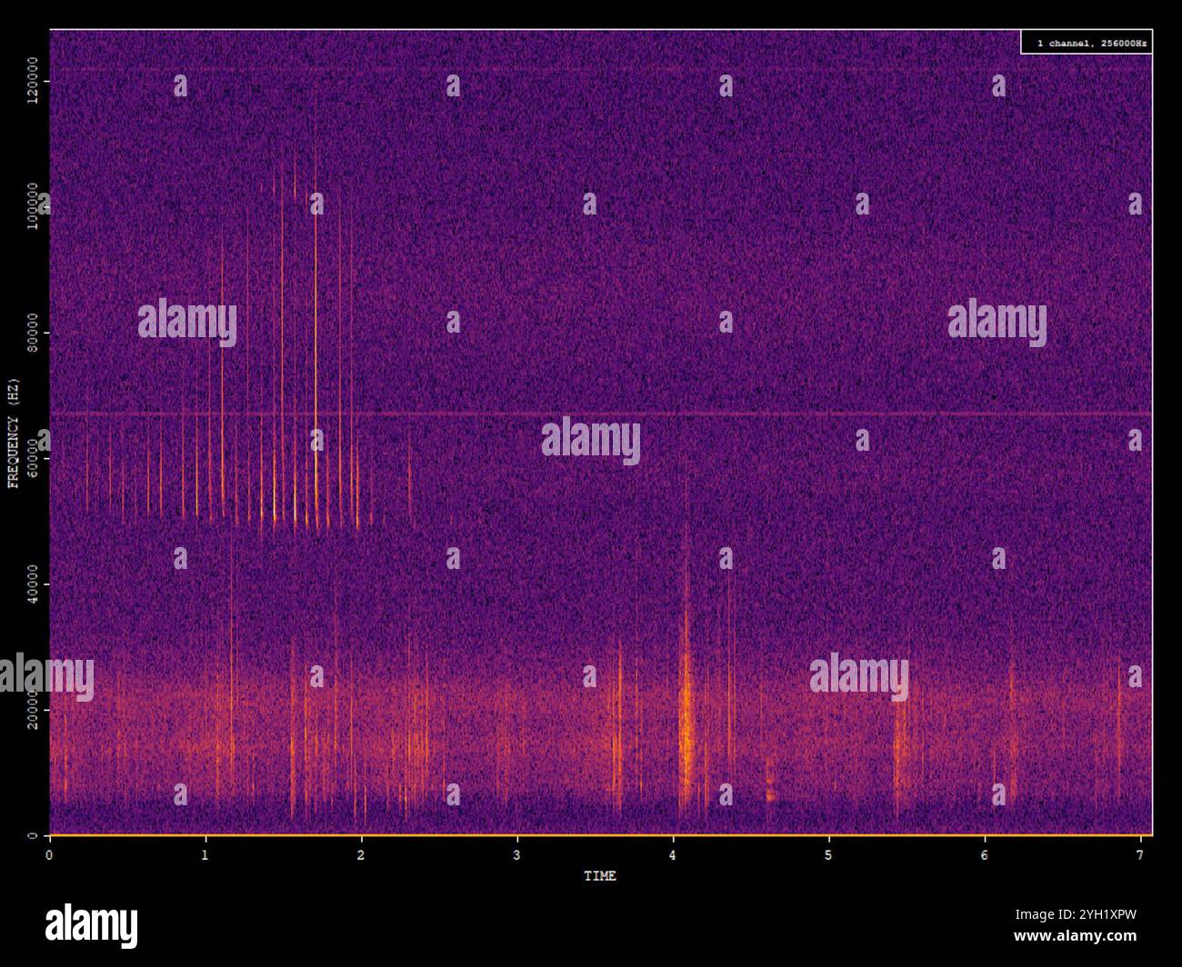 Pipistrelle pygmée (Pipistrellus pygmaeus) Banque D'Images