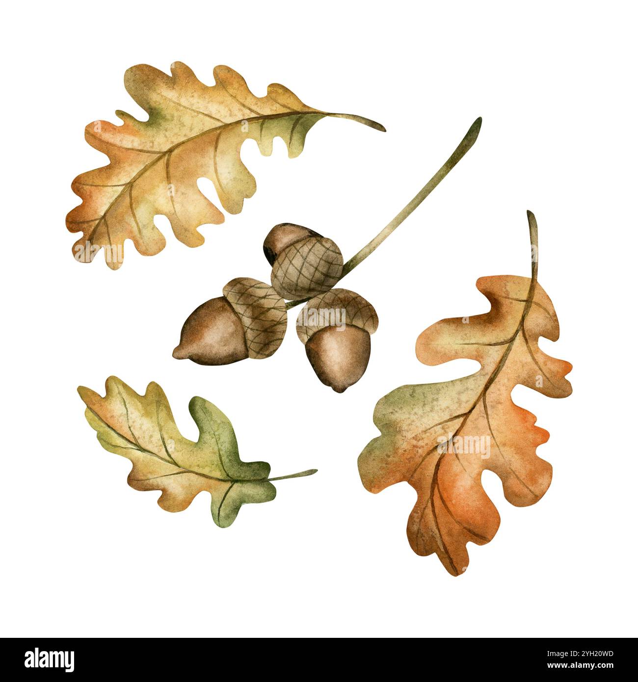 Branche de chêne avec glands et feuilles d'automne. Ensemble d'illustrations florales dessinées à la main à l'aquarelle isolé sur fond blanc pour la conception d'automne, botanique CA Banque D'Images