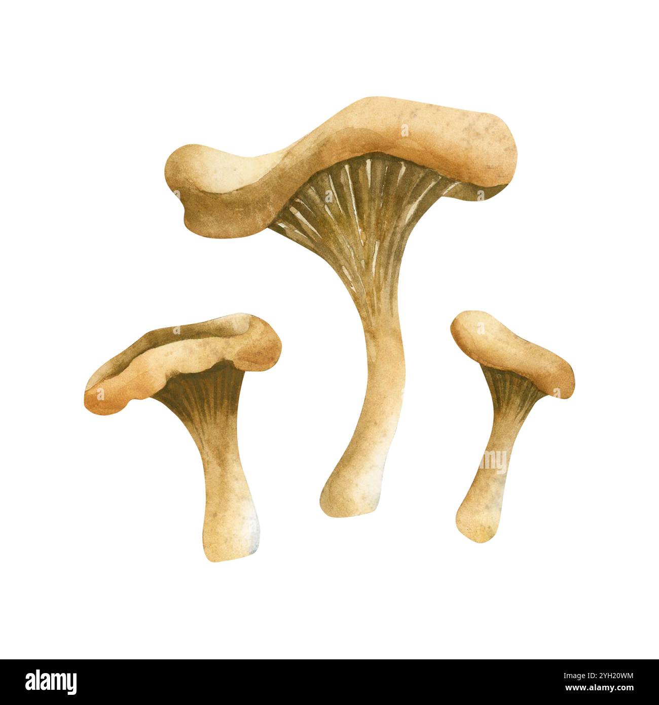 Chanterelles. Champignons comestibles forestiers d'automne. Aquarelle dessinée à la main illustration de nourriture florale isolée pour la conception d'automne, cartes botaniques, impressions confortables, f Banque D'Images