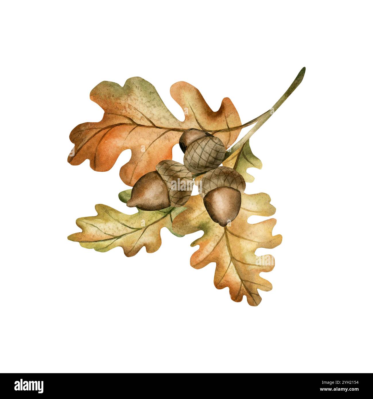 Branche de chêne avec glands et feuilles d'automne. Arrangement. Illustration florale dessinée à la main à l'aquarelle isolée sur fond blanc pour la conception d'automne, botanique Banque D'Images
